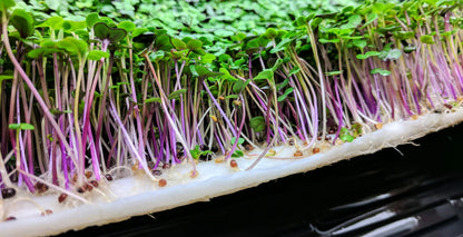 Microgreen Grow Mats